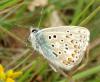 Polyommatus sp.